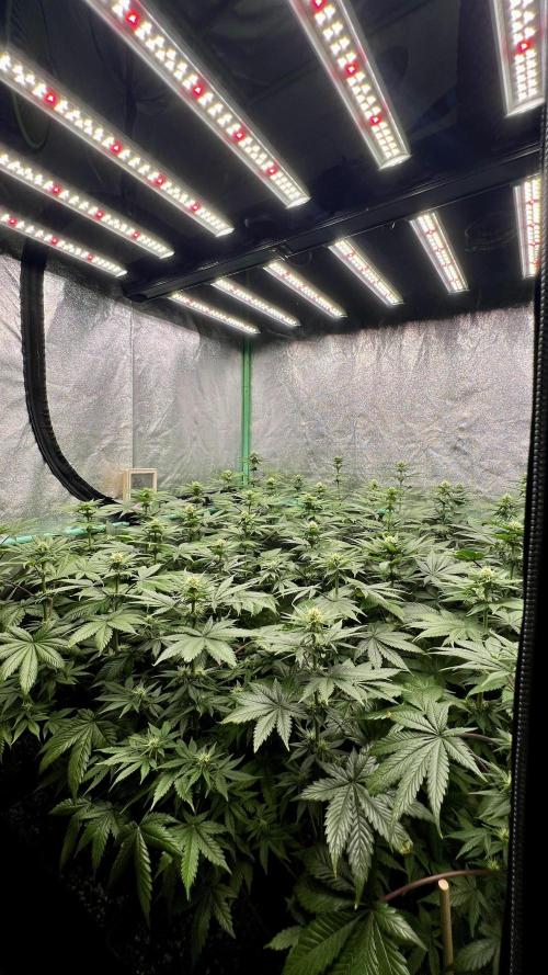 Bubblegun. Week 5