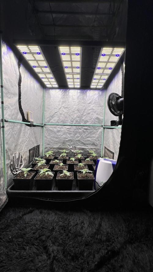 Green Crack. Week 1