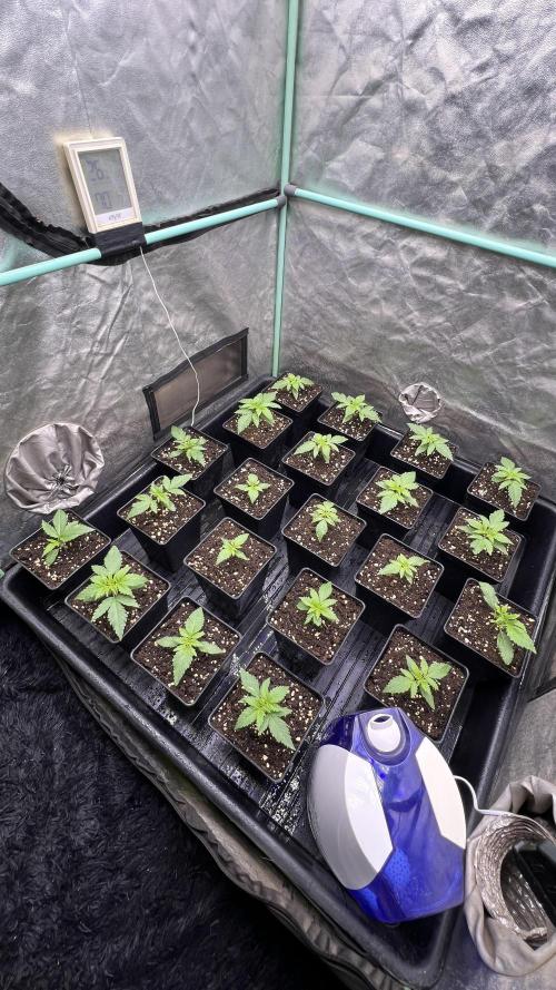 Green Crack. Week 1