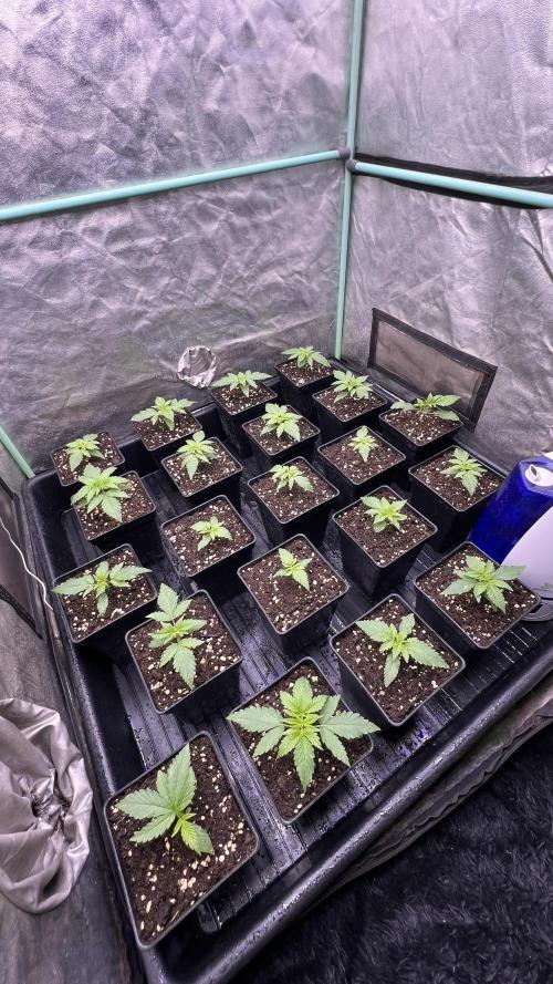 Green Crack. Week 1