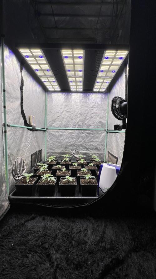 Green Crack. Week 1