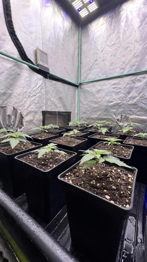 Green Crack. Week 1