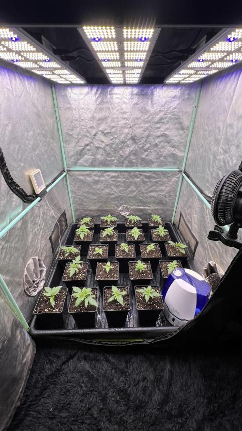 Green Crack. Week 1