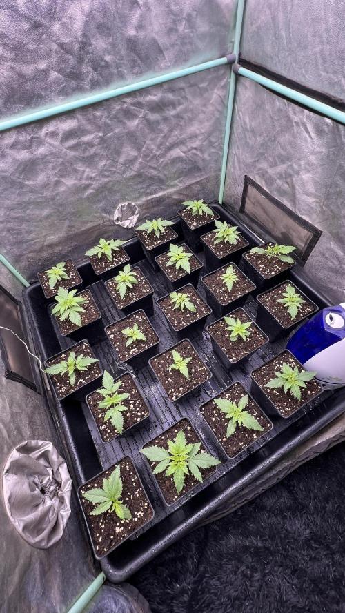 Green Crack. Week 1
