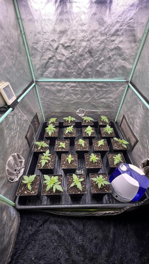 Green Crack. Week 1