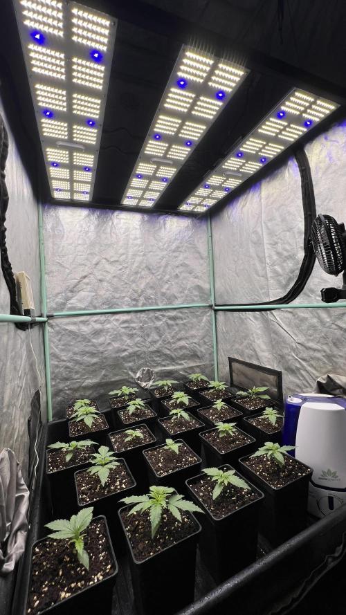 Green Crack. Week 1