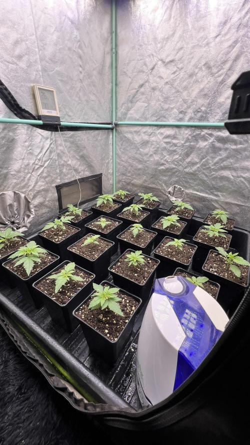 Green Crack. Week 1