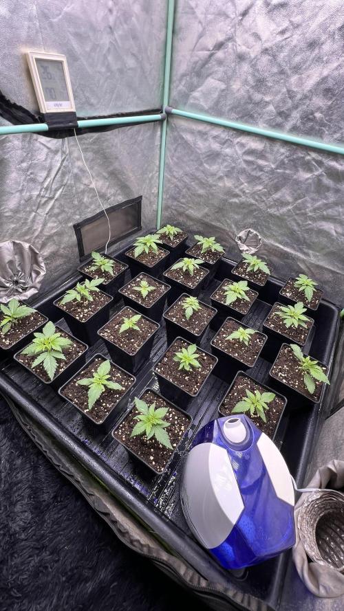 Green Crack. Week 1