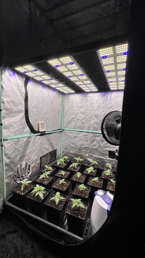 Green Crack. Week 1