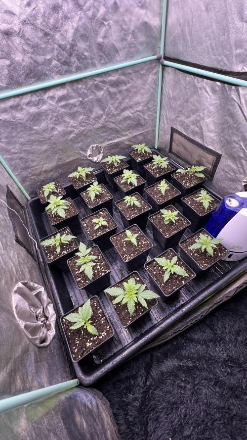 Green Crack. Week 1