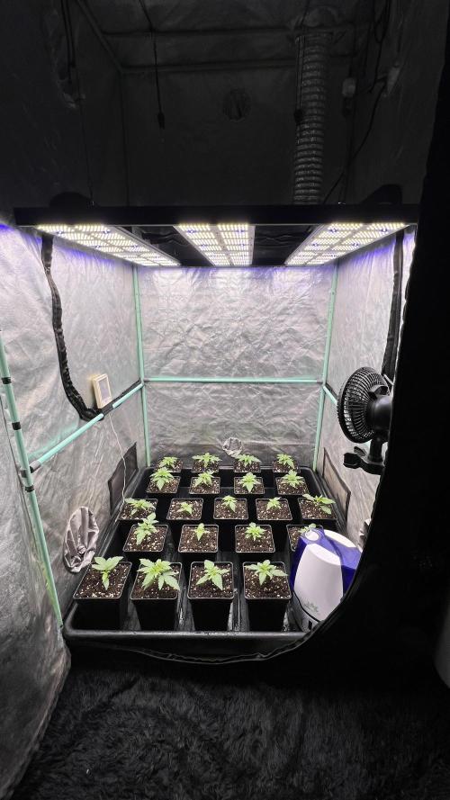 Green Crack. Week 1