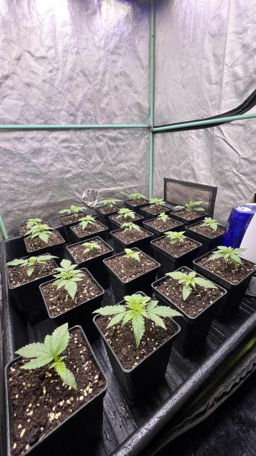 Green Crack. Week 1