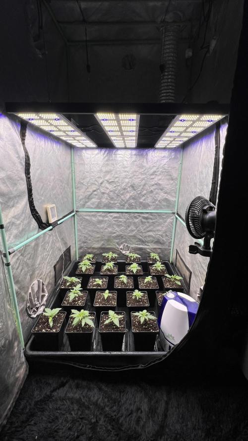 Green Crack. Week 1