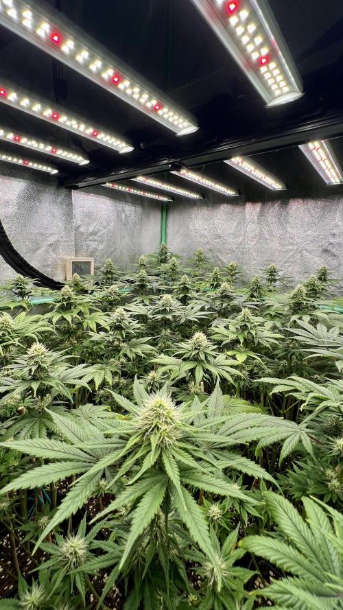 Bubblegun. Week 6
