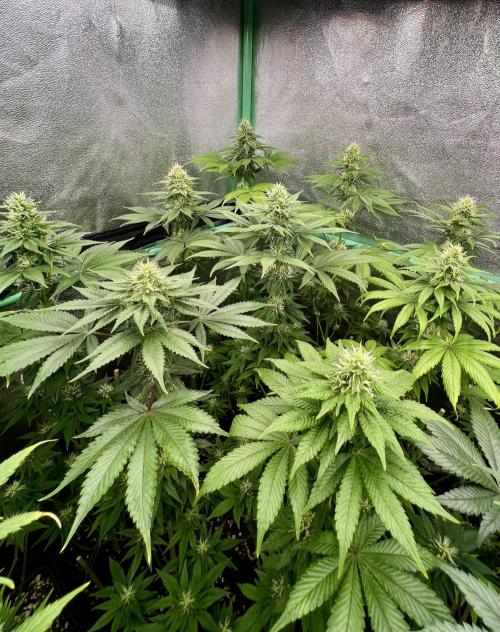 Bubblegun. Week 6