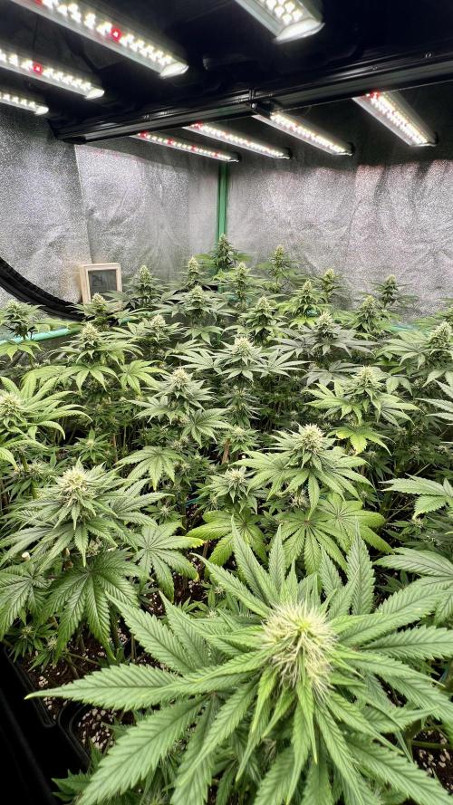 Bubblegun. Week 6