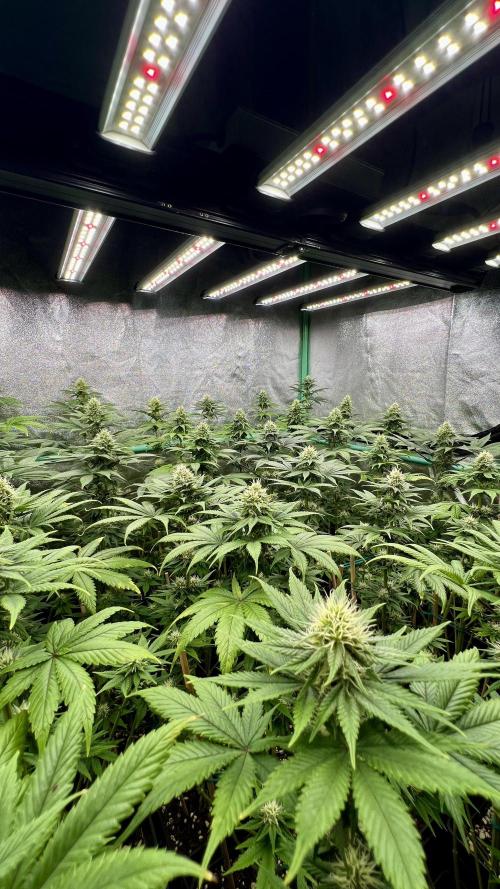 Bubblegun. Week 6