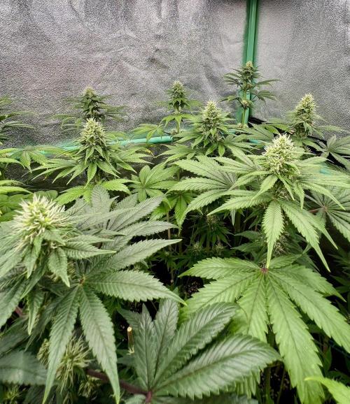 Bubblegun. Week 6