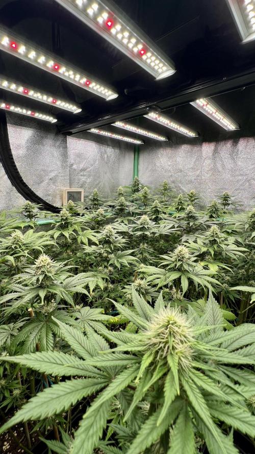 Bubblegun. Week 6
