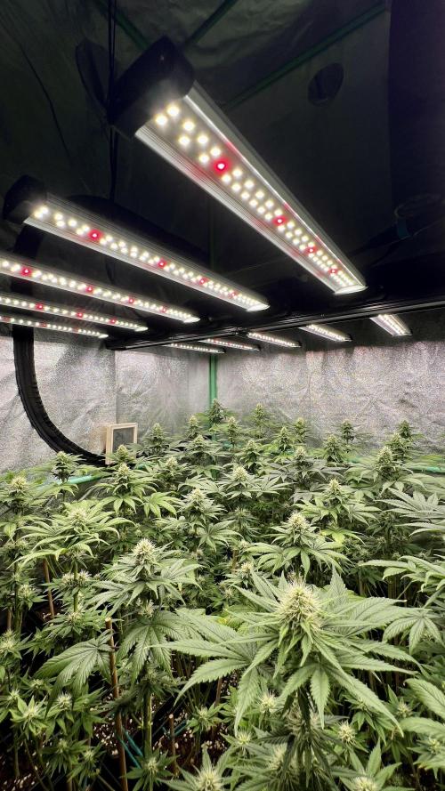 Bubblegun. Week 6