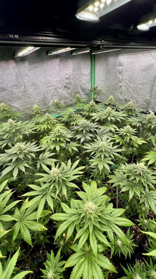 Bubblegun. Week 6