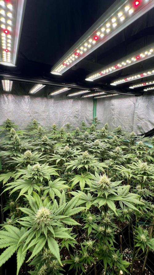 Bubblegun. Week 6