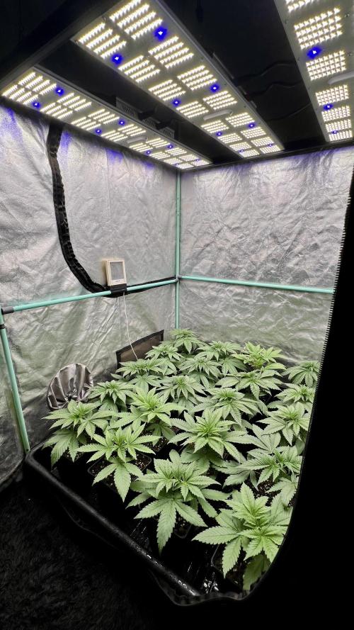 Green Crack. Week 3