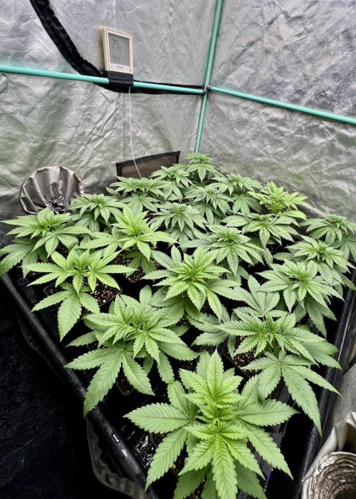 Green Crack. Week 3