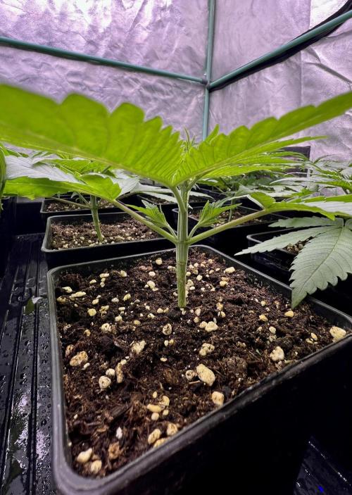 Green Crack. Week 3