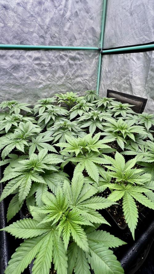 Green Crack. Week 3