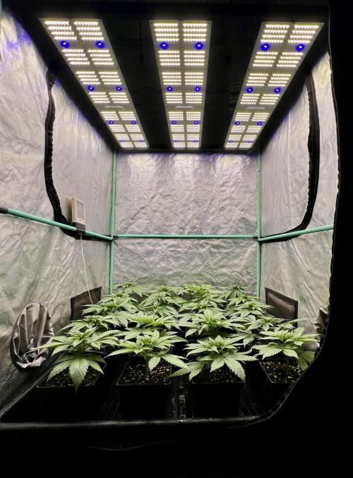 Green Crack. Week 3