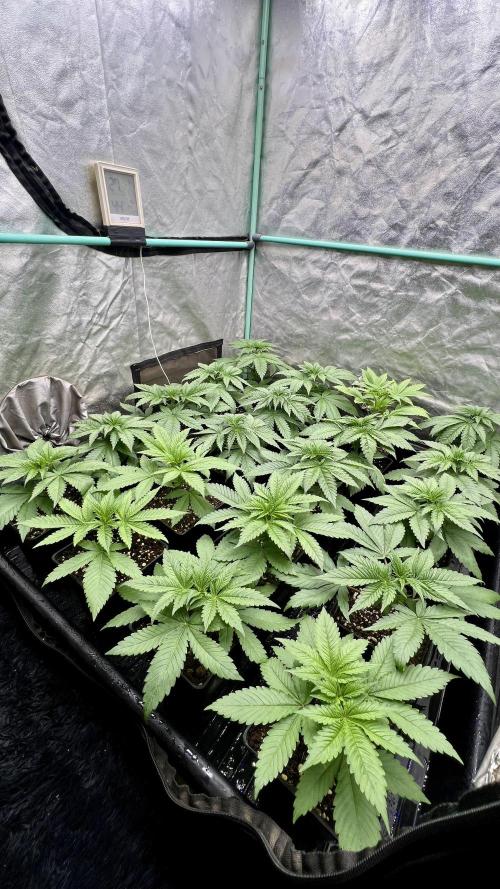 Green Crack. Week 3