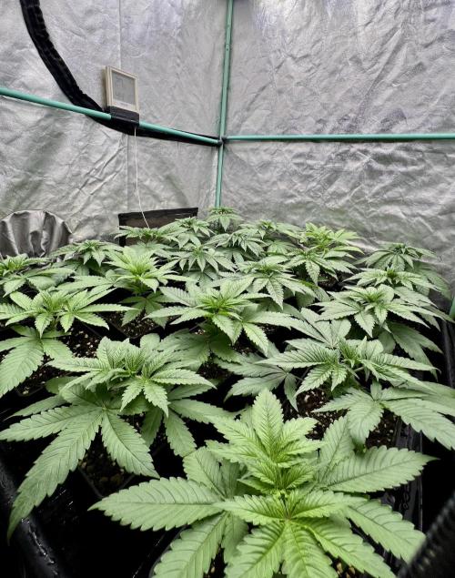 Green Crack. Week 3
