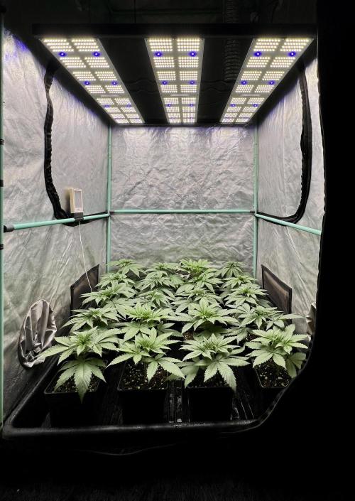 Green Crack. Week 3