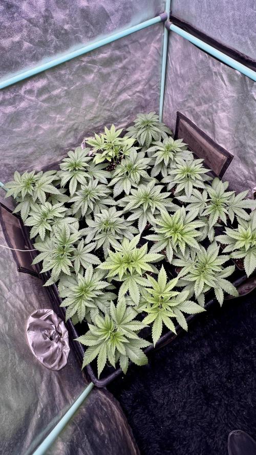 Green Crack. Week 3