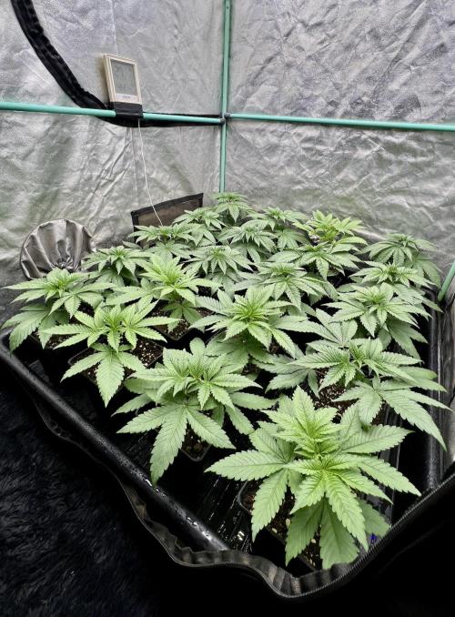 Green Crack. Week 3