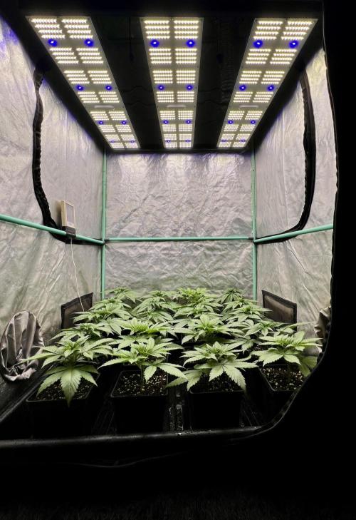 Green Crack. Week 3