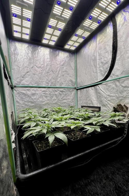 Green Crack. Week 3