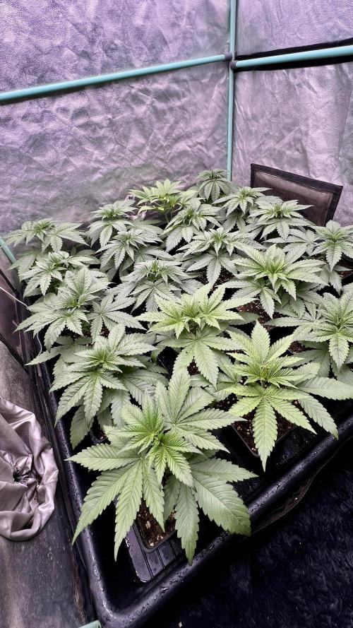 Green Crack. Week 3