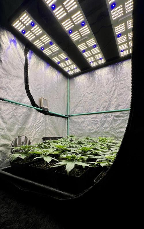 Green Crack. Week 3