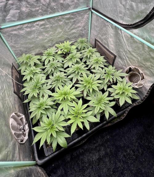 Green Crack. Week 3