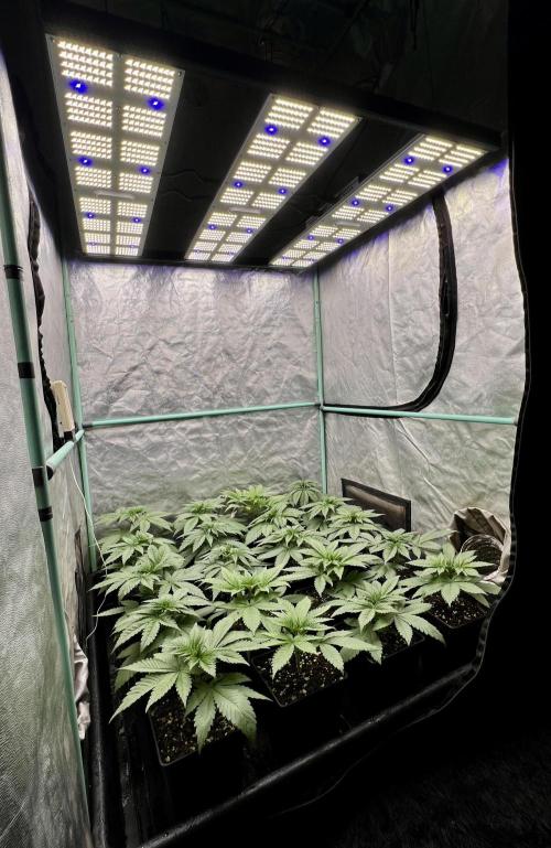 Green Crack. Week 3