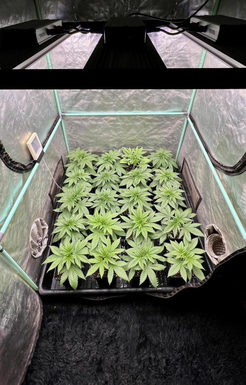 Green Crack. Week 3