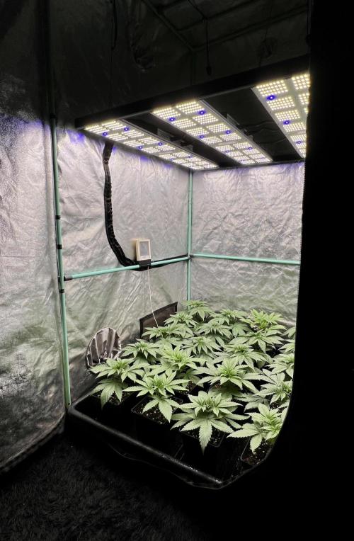 Green Crack. Week 3
