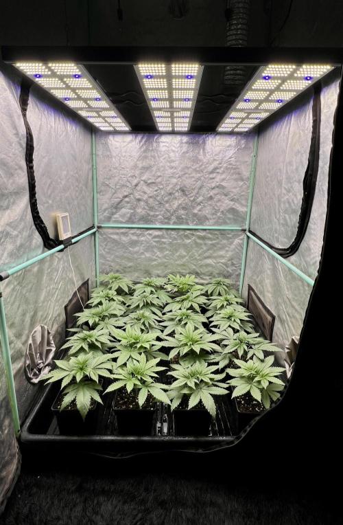 Green Crack. Week 3