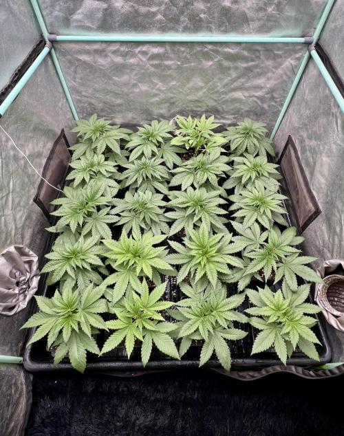 Green Crack. Week 3