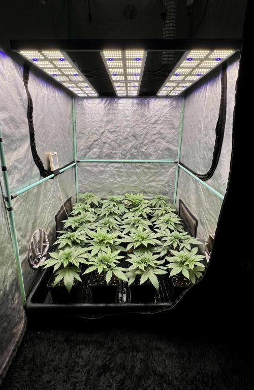 Green Crack. Week 3