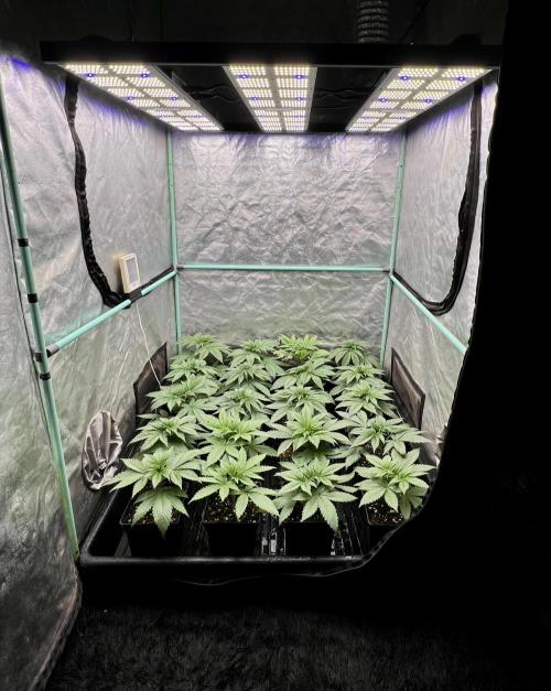 Green Crack. Week 3