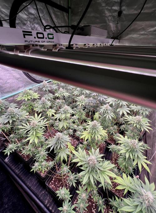 Bubblegun. Week 7