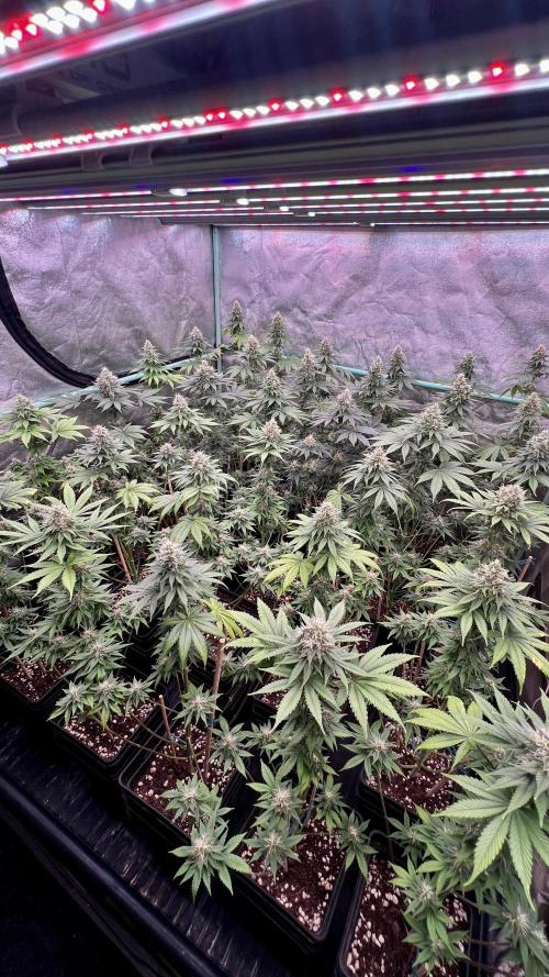 Bubblegun. Week 7